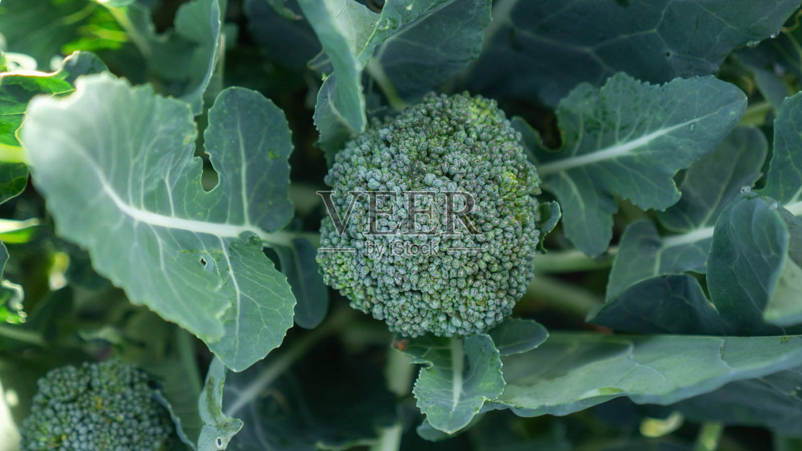 在农场或花椰菜床上的花椰菜的花序。照片摄影图片