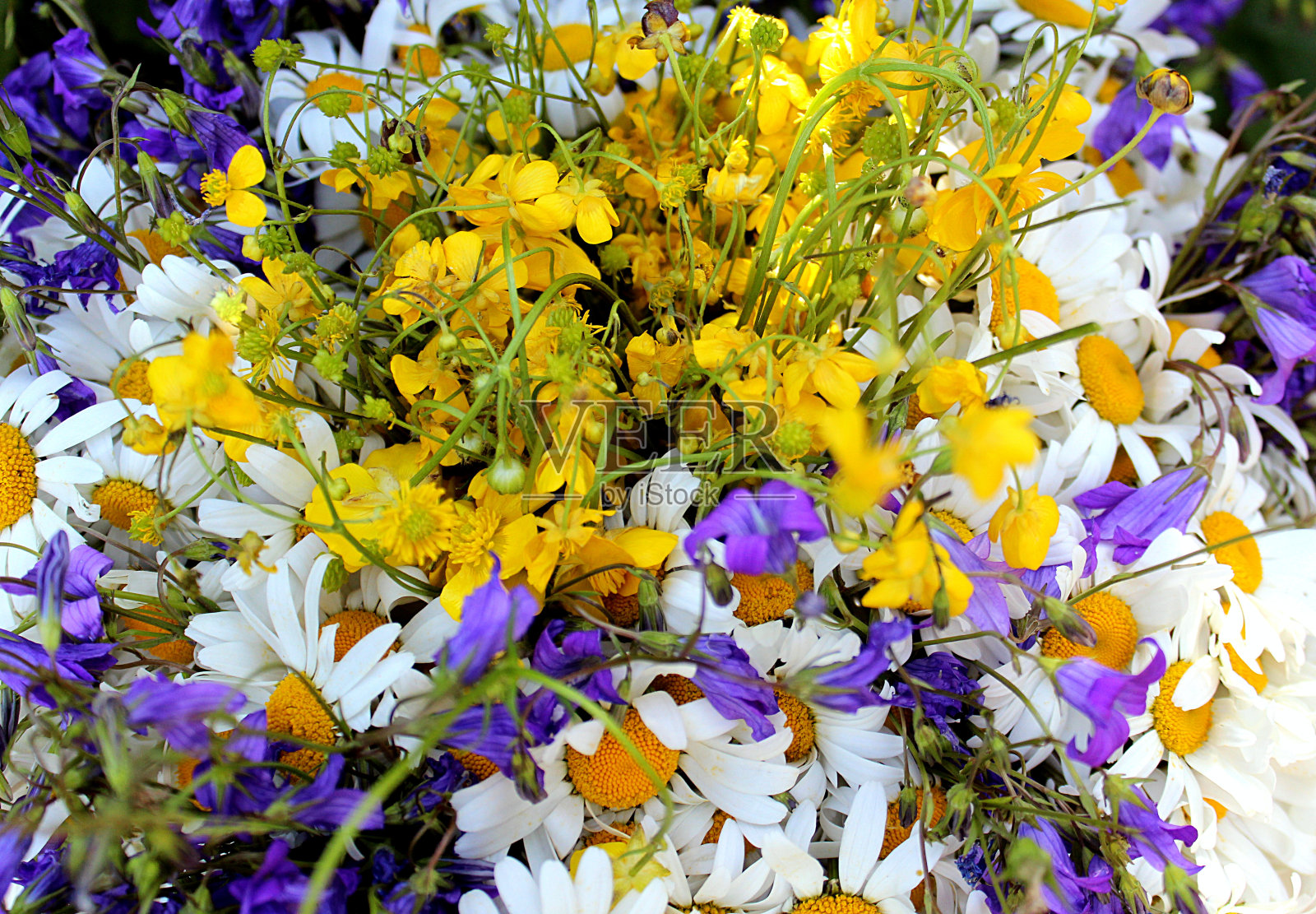 紫花植物的高角度观察照片摄影图片