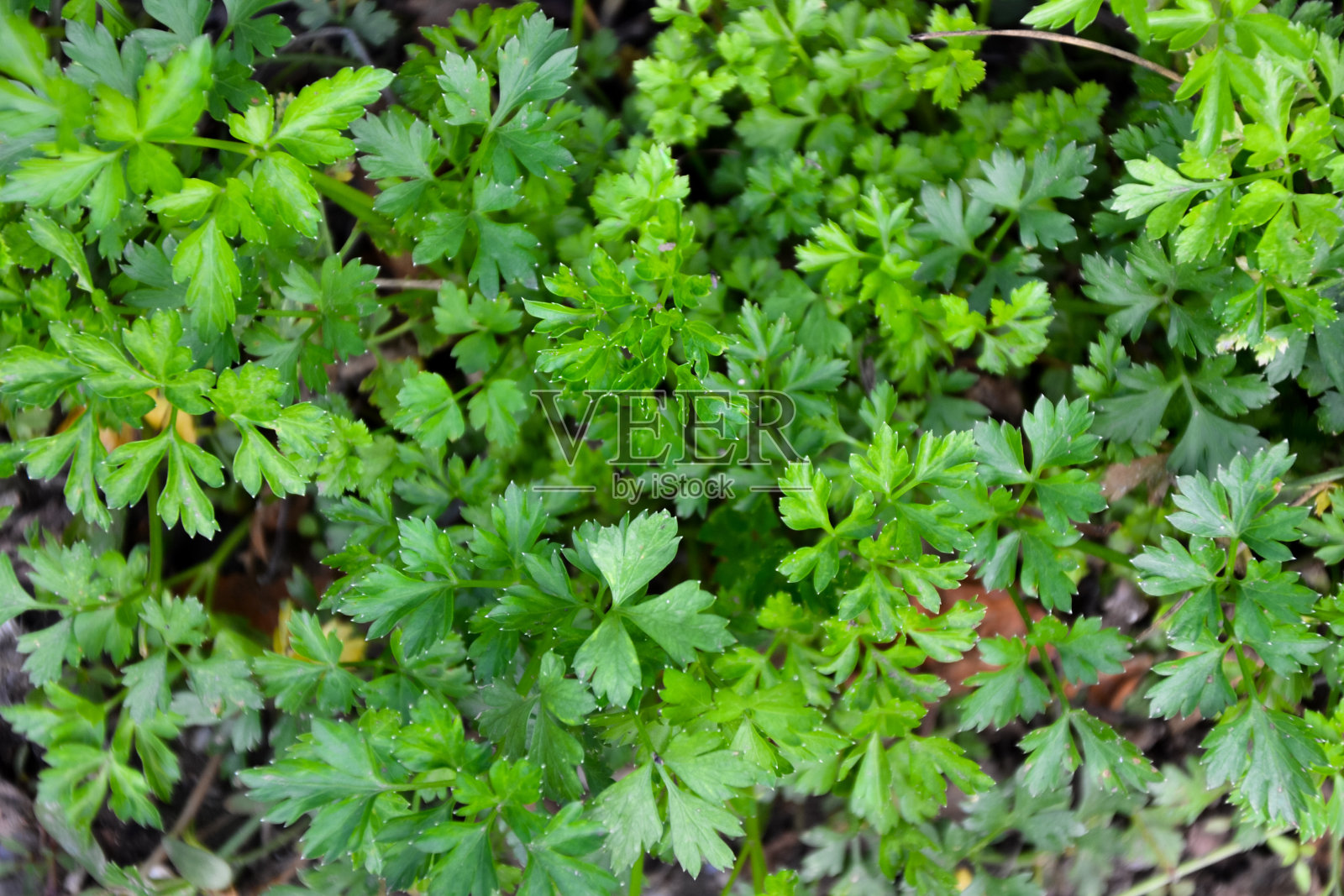 香菜植物。秋天的欧芹叶。花园里有新鲜的绿色草本植物。烹饪药草。有机农业。村庄性质。照片摄影图片