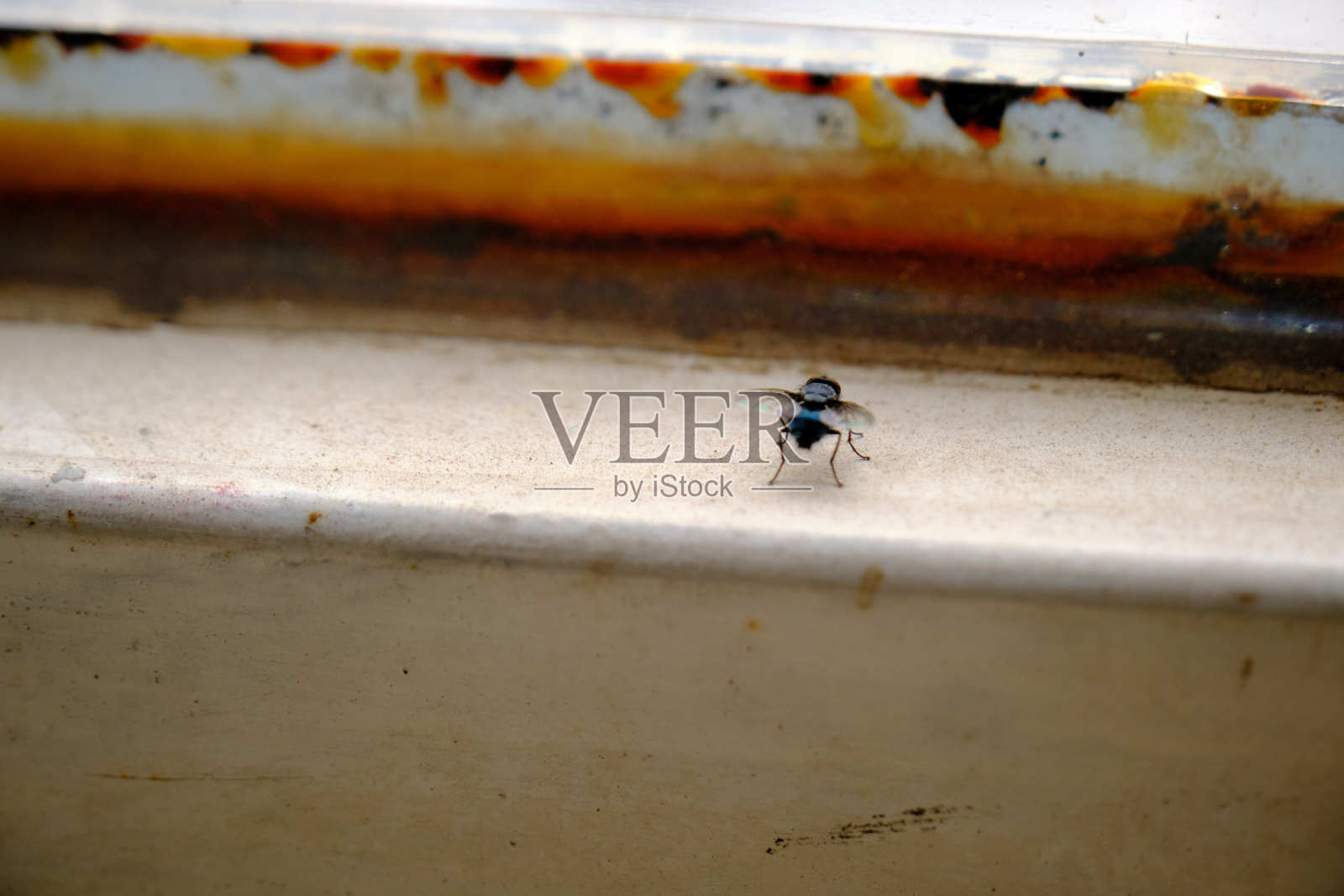 在腐蚀附近的陶器上的家蝇照片摄影图片