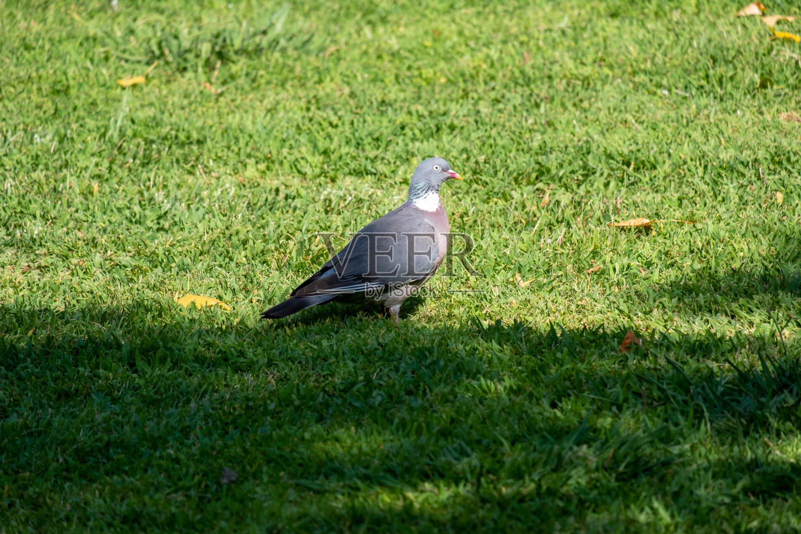 春天，一只胖乎乎的林鸽，叫columba palumbus，栖息在自然环境中的树枝上照片摄影图片