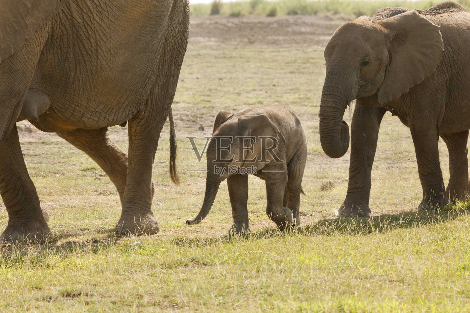 小象照片摄影图片