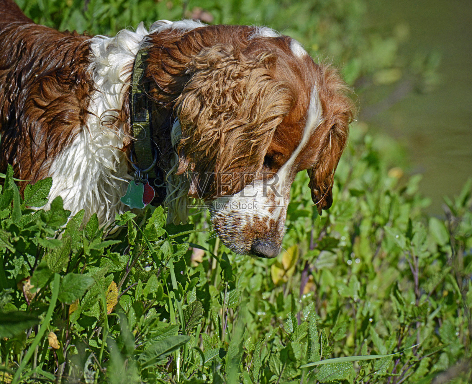 湿威尔士施普林格西班牙猎犬在沼泽中寻找猎物照片摄影图片