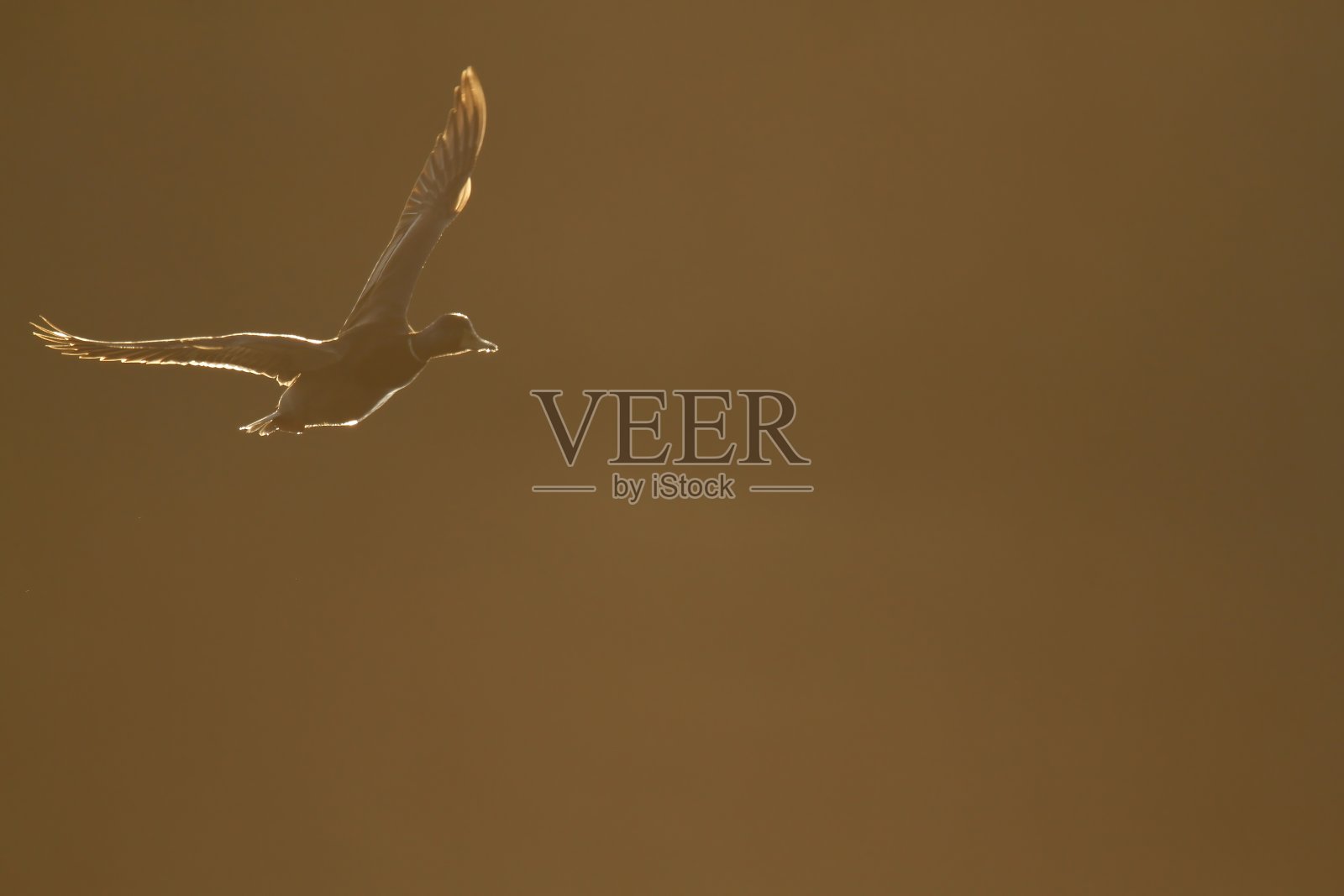 沐浴在黎明光辉中的绿头鸭照片摄影图片