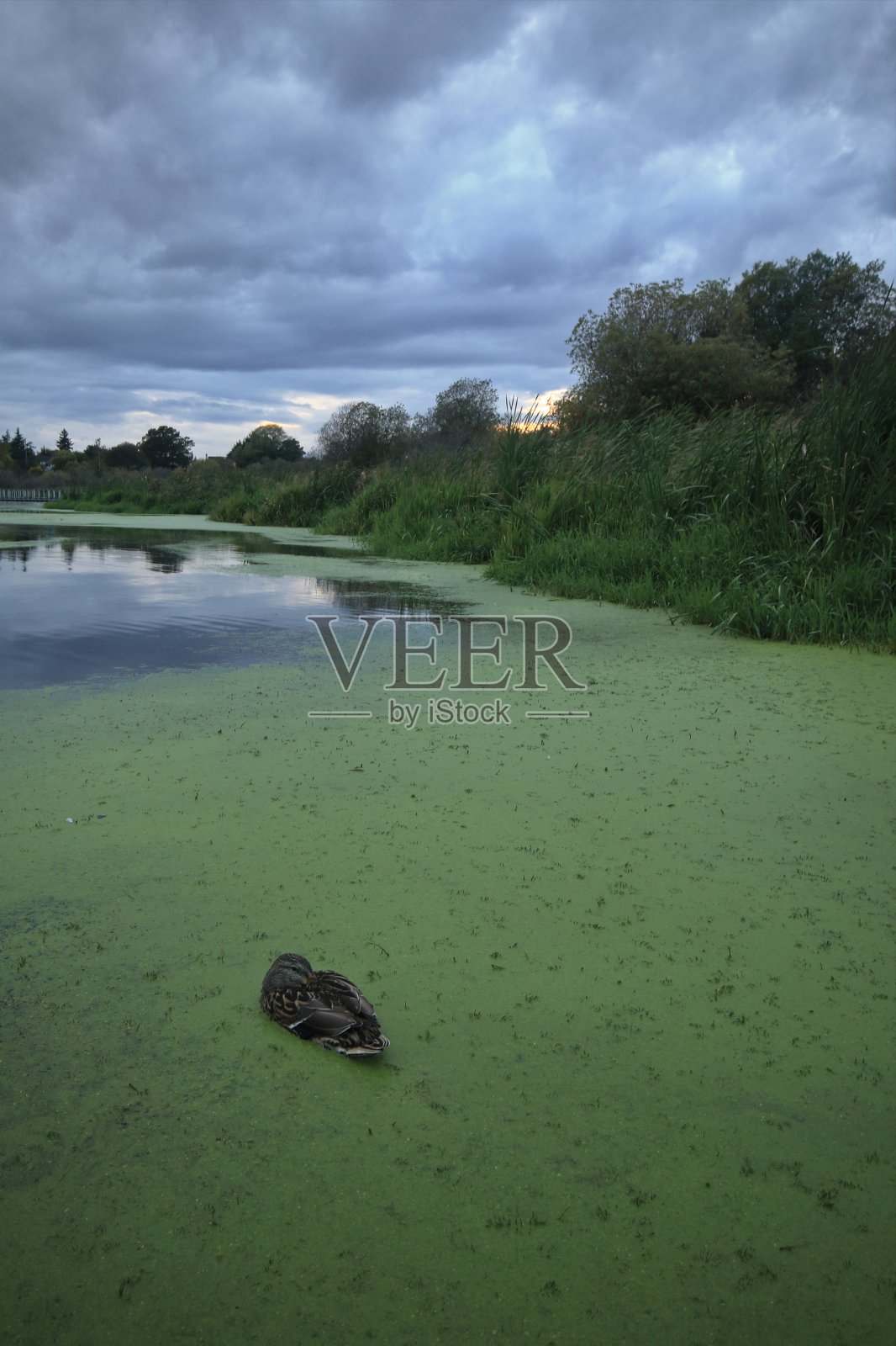 黄昏时分，绿藻覆盖池塘中的雌性绿头鸭照片摄影图片