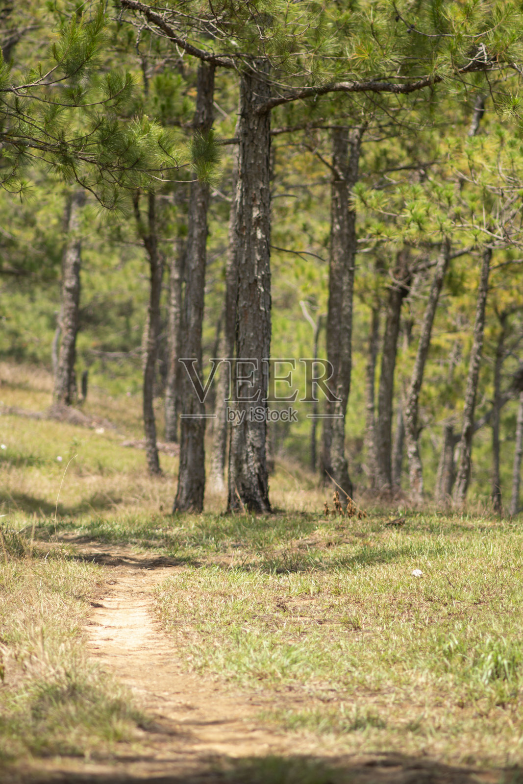 越南大叻市令人惊叹的风景照片摄影图片