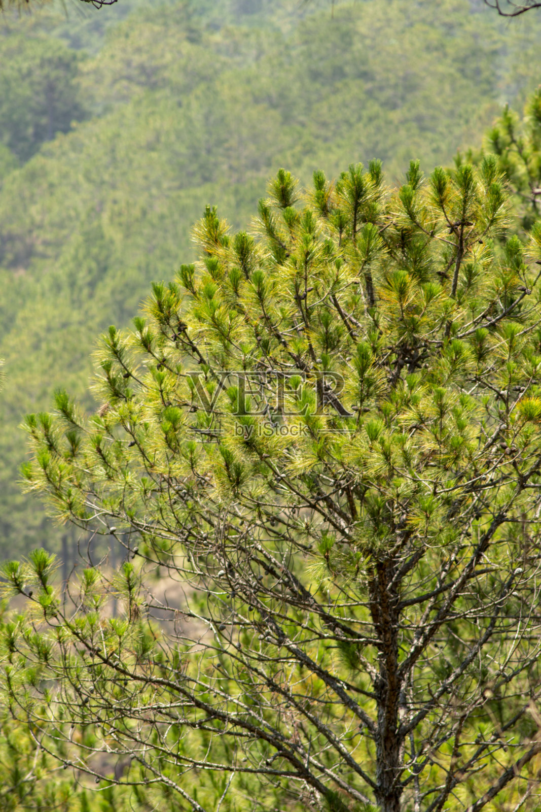 越南大叻市令人惊叹的风景照片摄影图片
