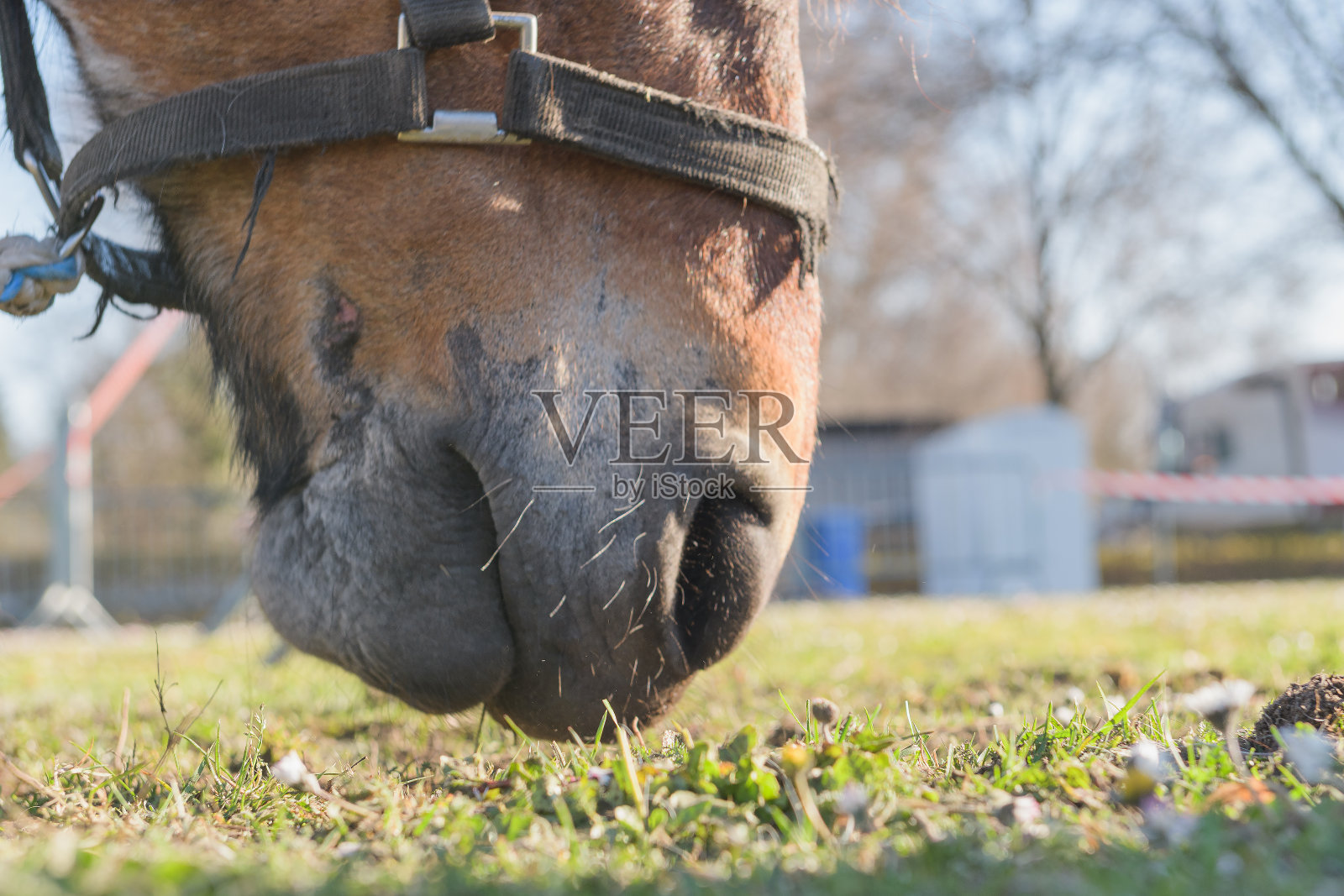 马枪口特写。马吃草。鼻孔。缰绳照片摄影图片