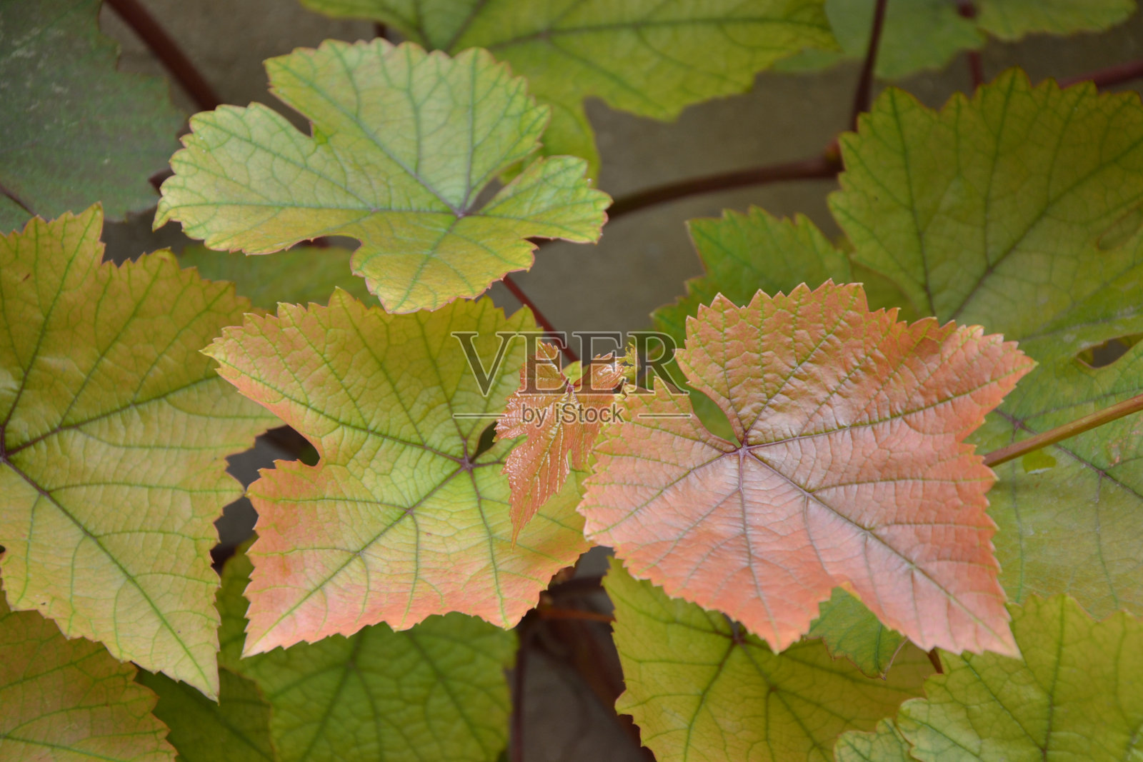 葡萄在花园里生长。新鲜的年轻葡萄藤枝条与粉红色的叶子。夏天自然背景。照片摄影图片