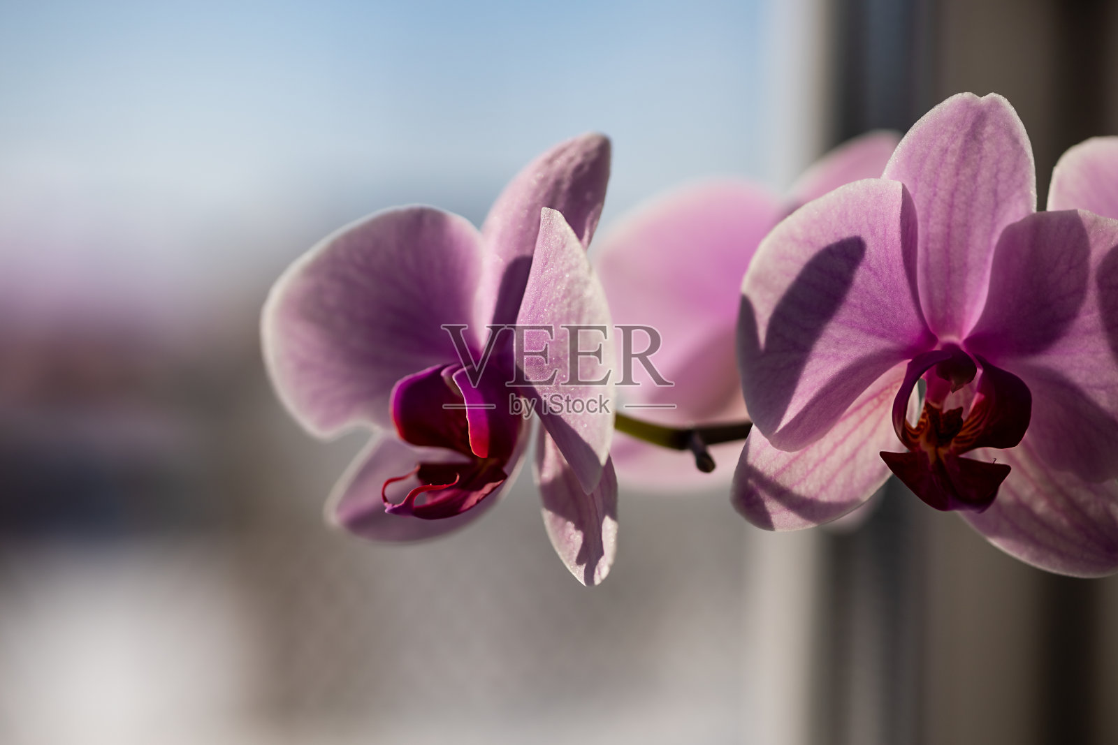 一朵粉红色兰花的枝子插在窗户上的花盆里照片摄影图片