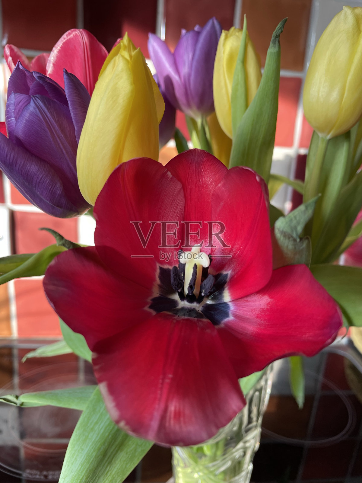 花瓶里的郁金香照片摄影图片