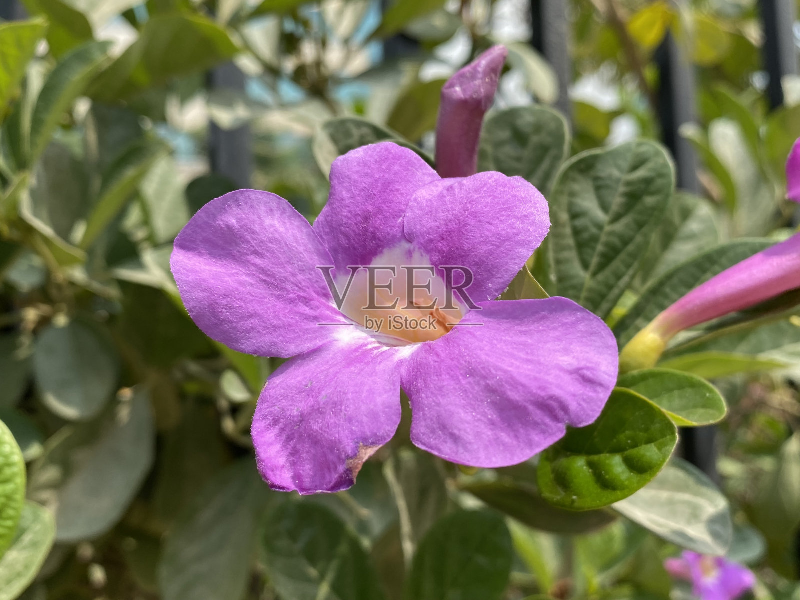 Thunbergia直照片摄影图片