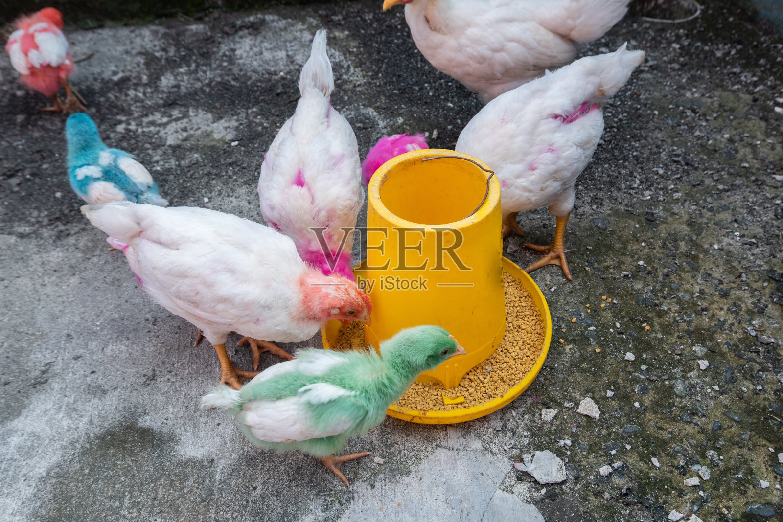 一群正在吃食物的鸡照片摄影图片