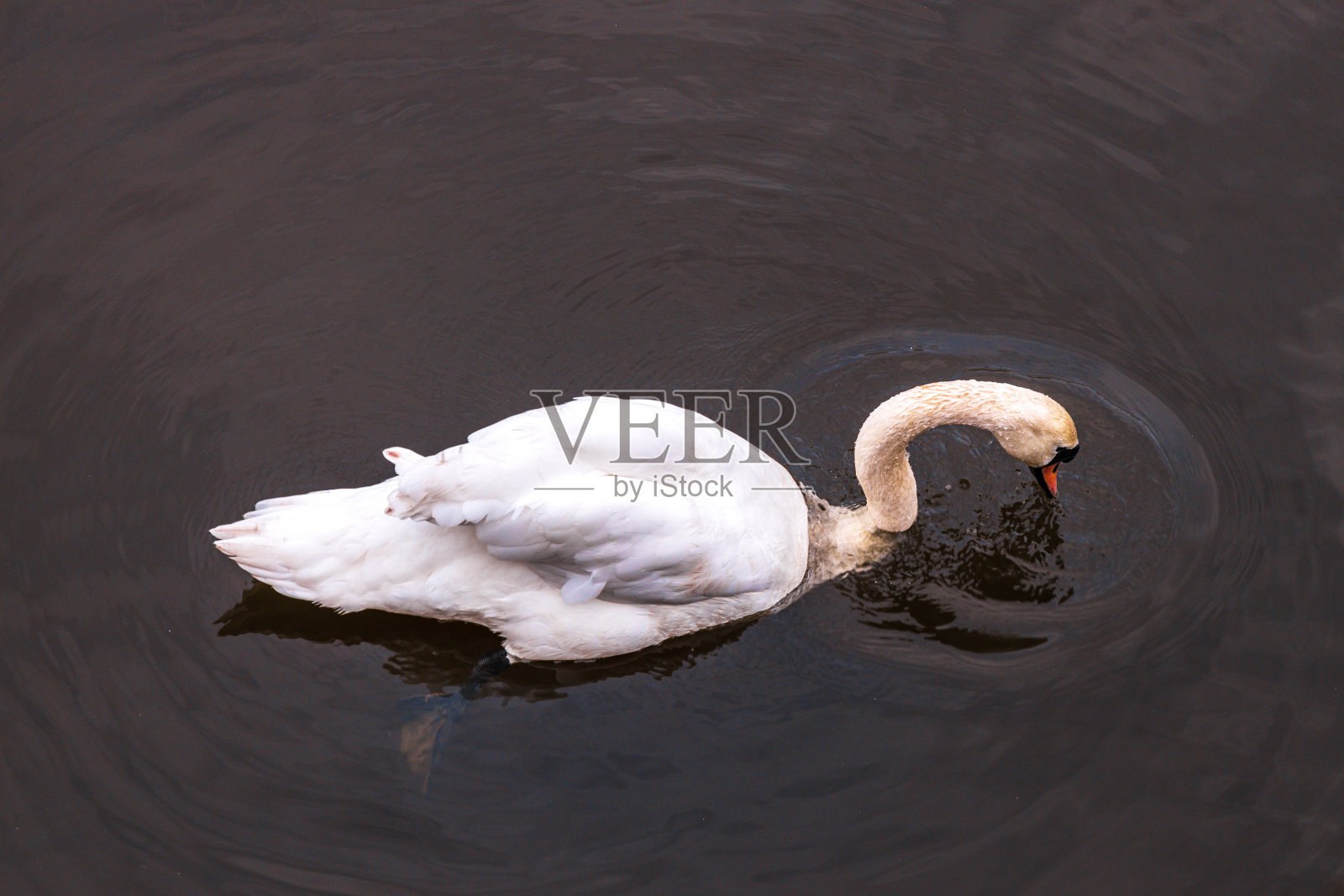 大天鹅照片摄影图片