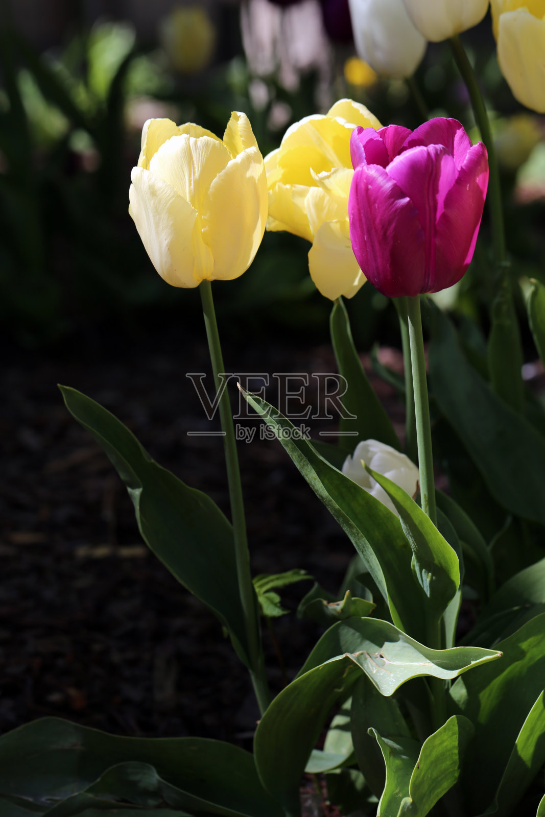 在芬兰的赫尔辛基，格纳的黄、粉、白三色郁金香照片摄影图片