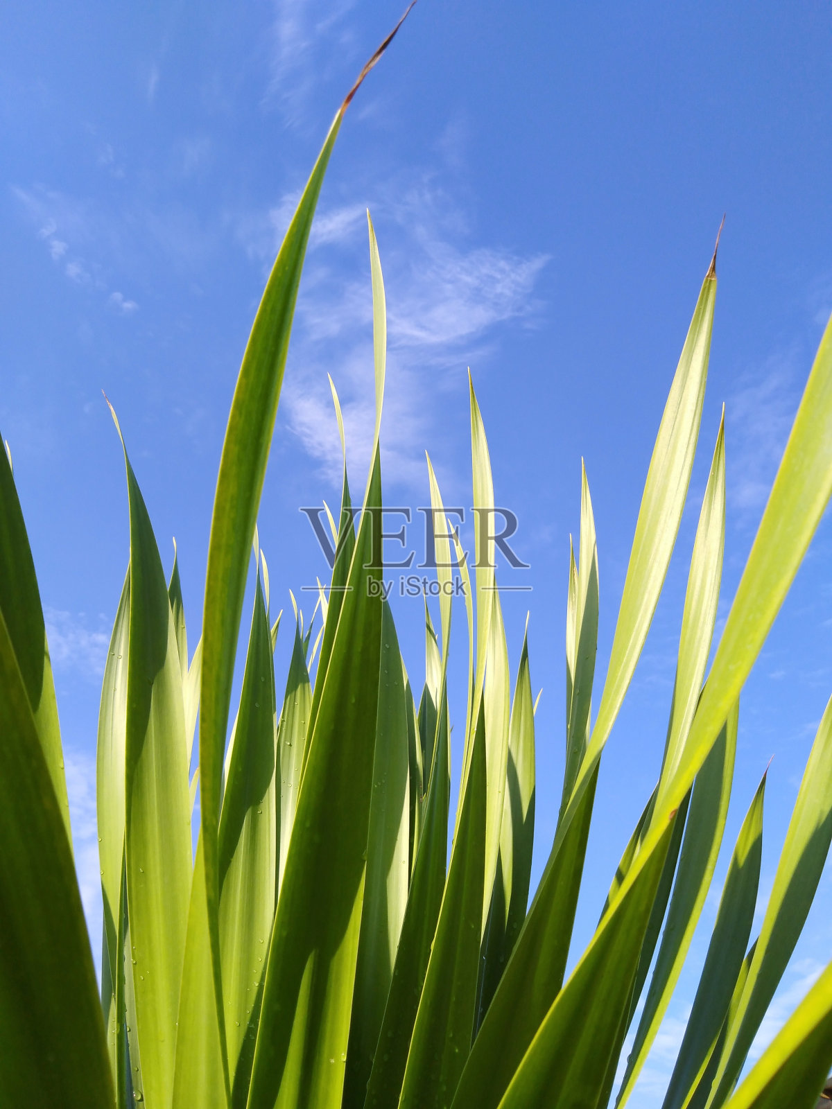 壁纸照片摄影图片