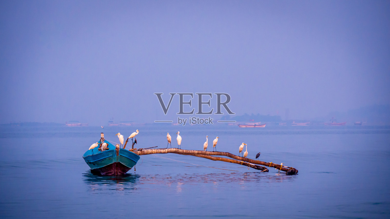 阿拉伯海，一群苍鹭坐在渔夫的船上照片摄影图片