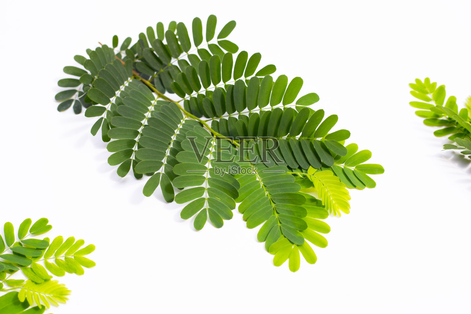 罗望子叶在白色的背景。照片摄影图片