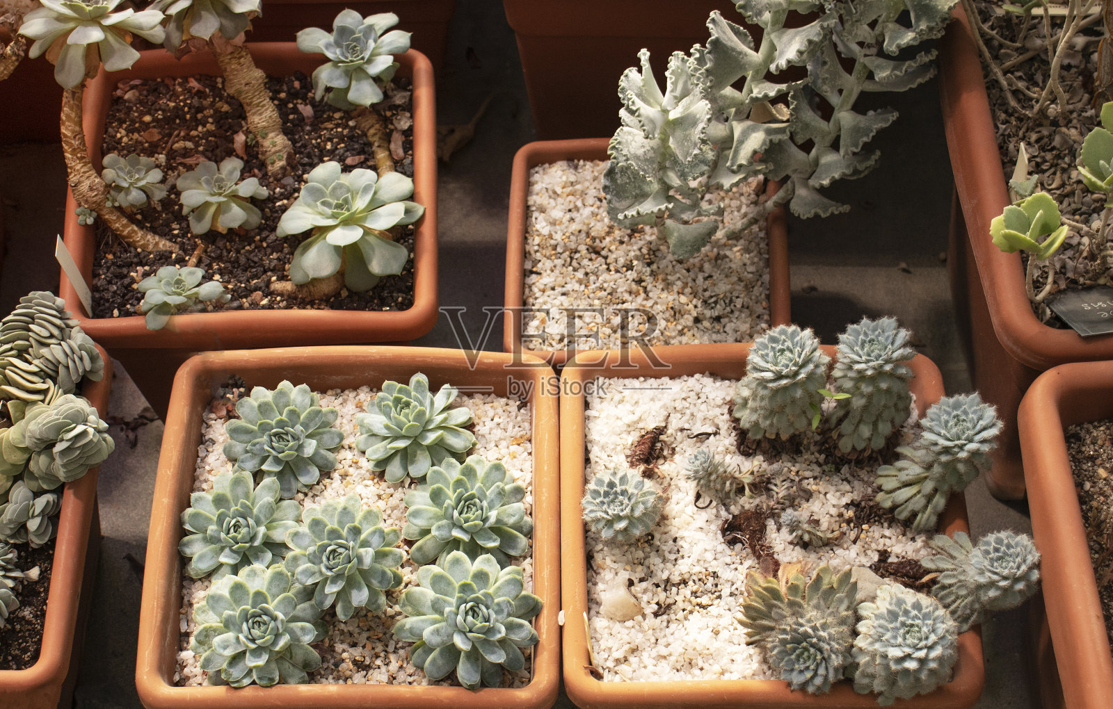 温室里花盆里的仙人掌照片摄影图片