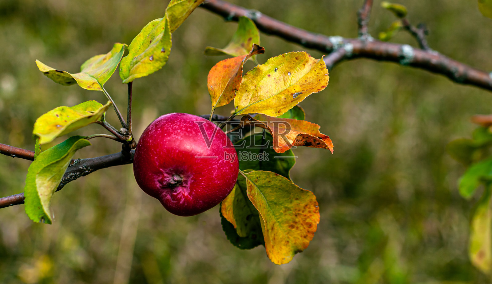 森林里的野苹果树枝照片摄影图片
