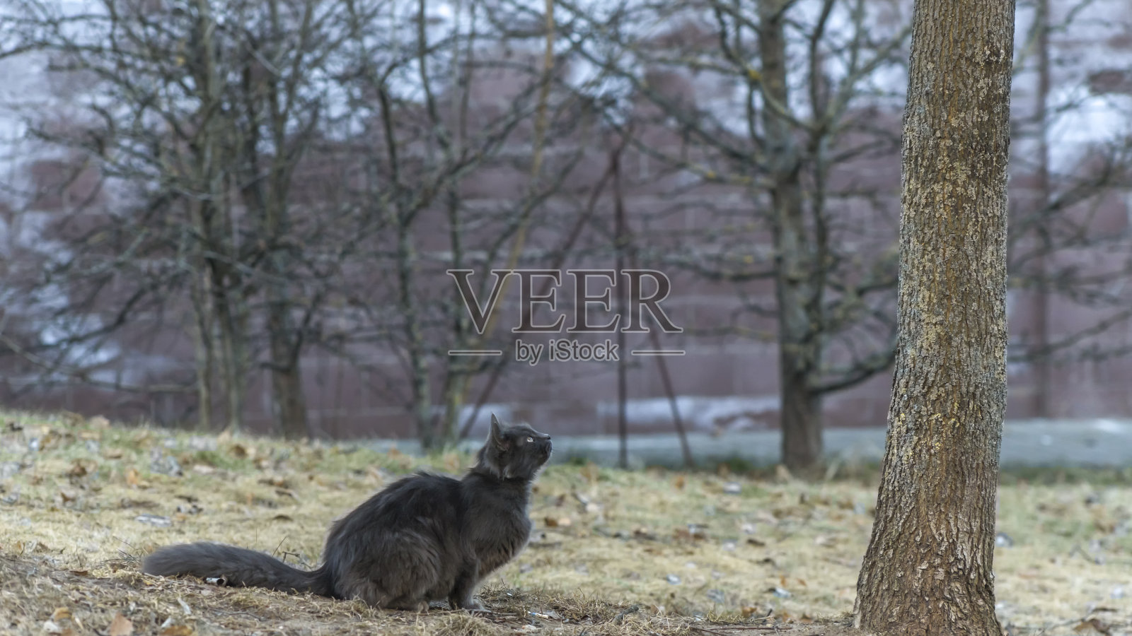 流浪猫正在寻找庇护所。被遗弃的动物，流浪猫。这只猫在等新主人。照片摄影图片