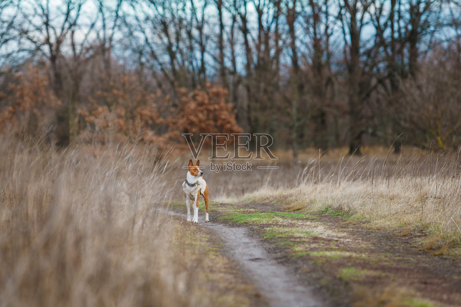 巴辛吉狗在公园里散步照片摄影图片