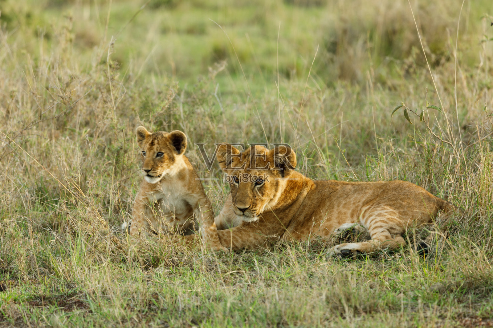 两个狮子幼崽照片摄影图片