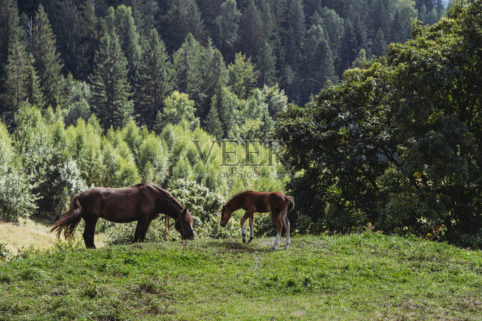 棕色小马驹和母马在牧场上照片摄影图片