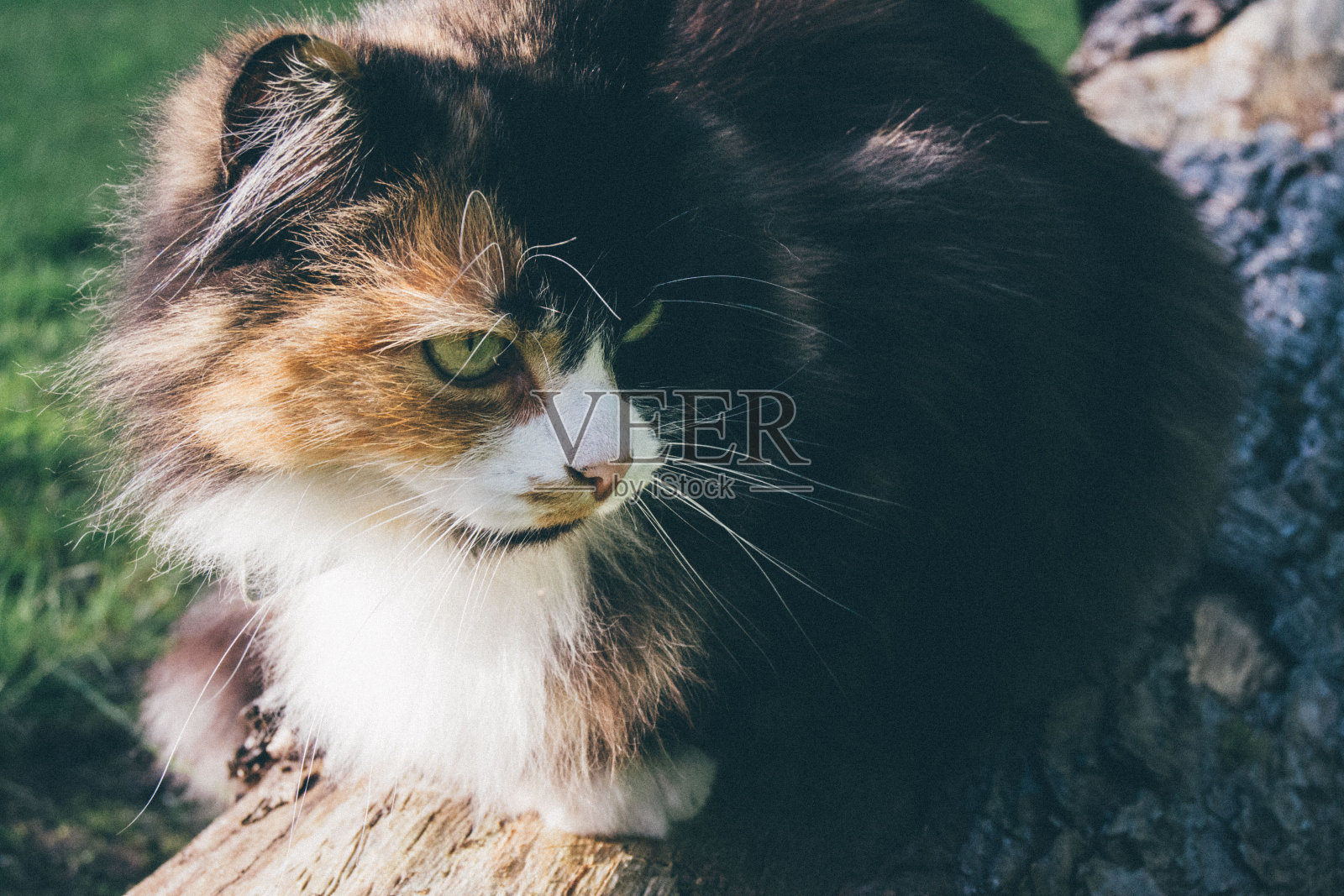 乡村基蒂照片摄影图片