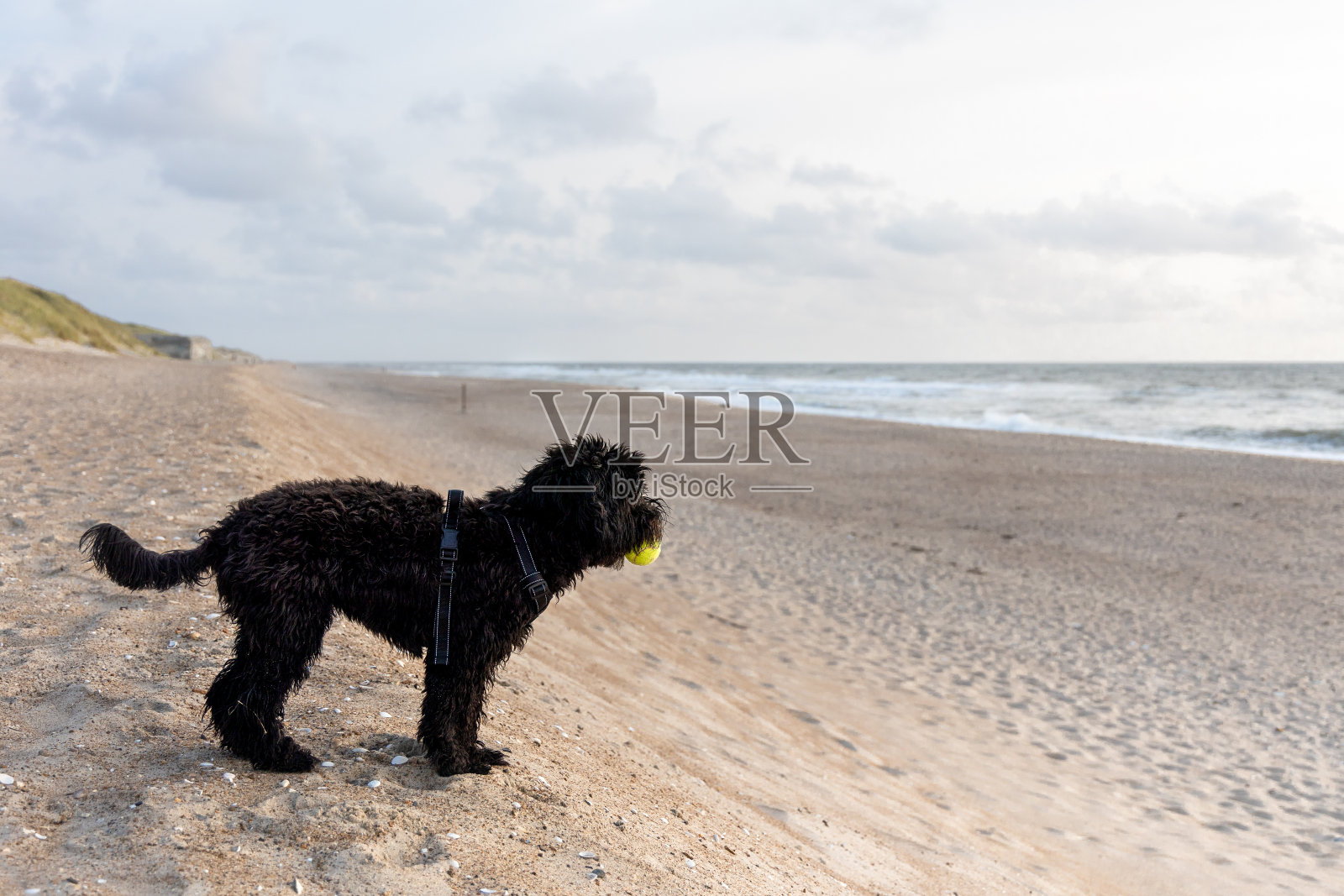 沙滩上的狗带着球。照片摄影图片