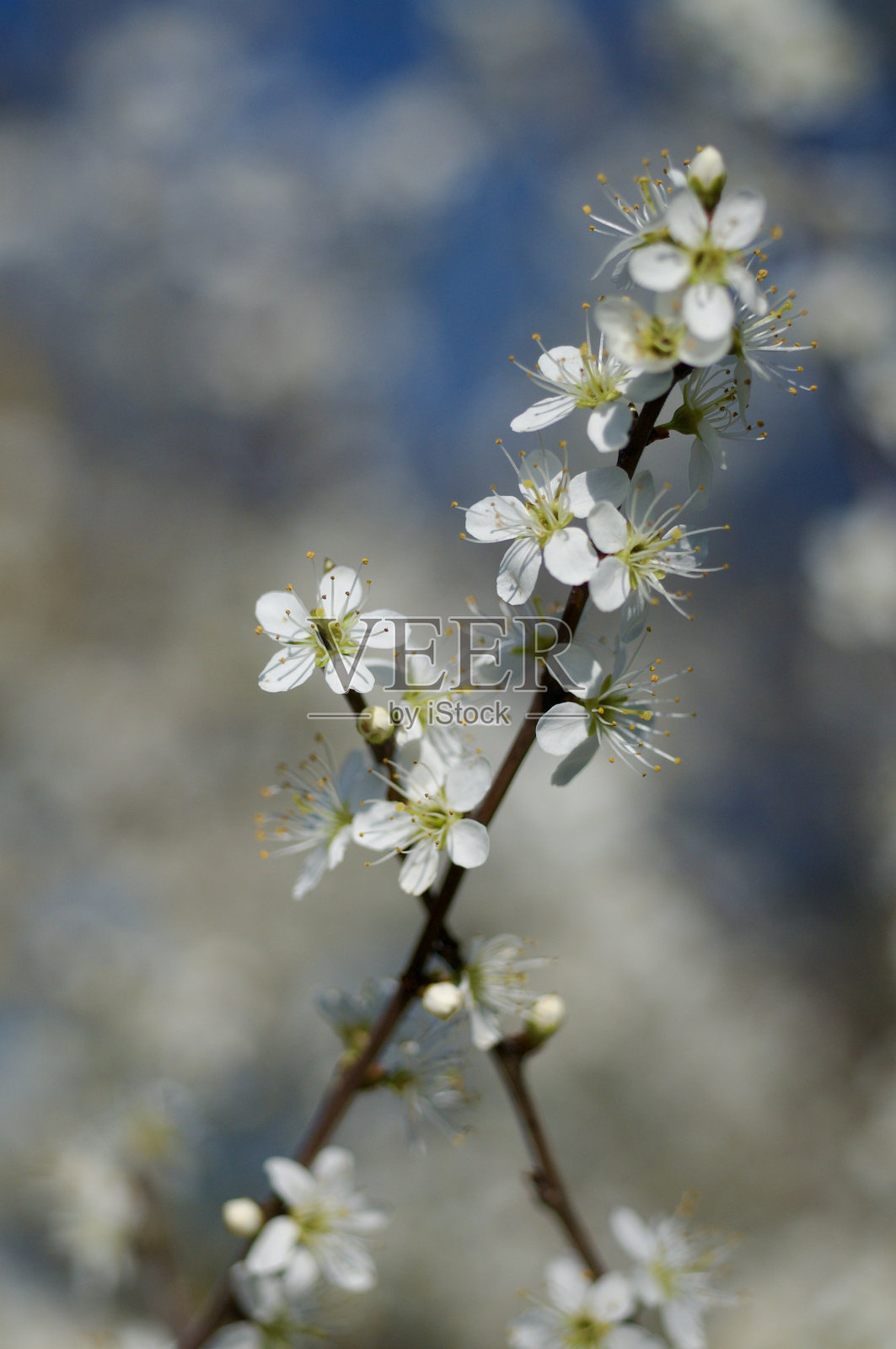 黑刺李树。照片摄影图片