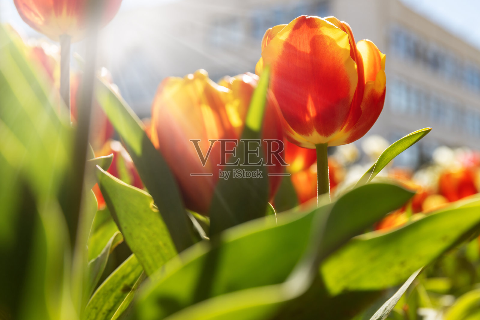 阳光明媚的一天，城市公园里的红色郁金香。阳光明媚的春天郁金香花的背景上的建筑，关闭。有选择性的重点。照片摄影图片