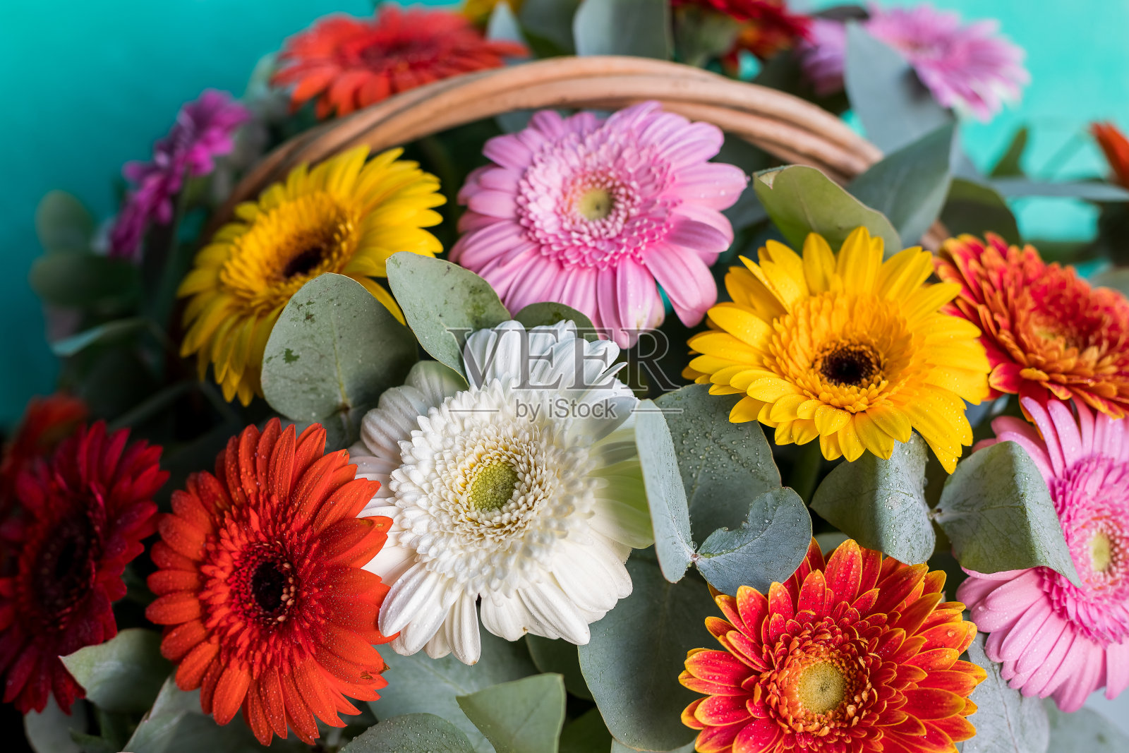 花篮里插着五颜六色的雏菊。美丽的非洲菊花篮。美丽的非洲菊花束照片摄影图片