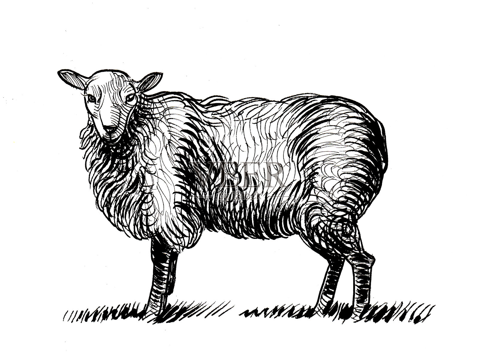 站在羊插画图片素材