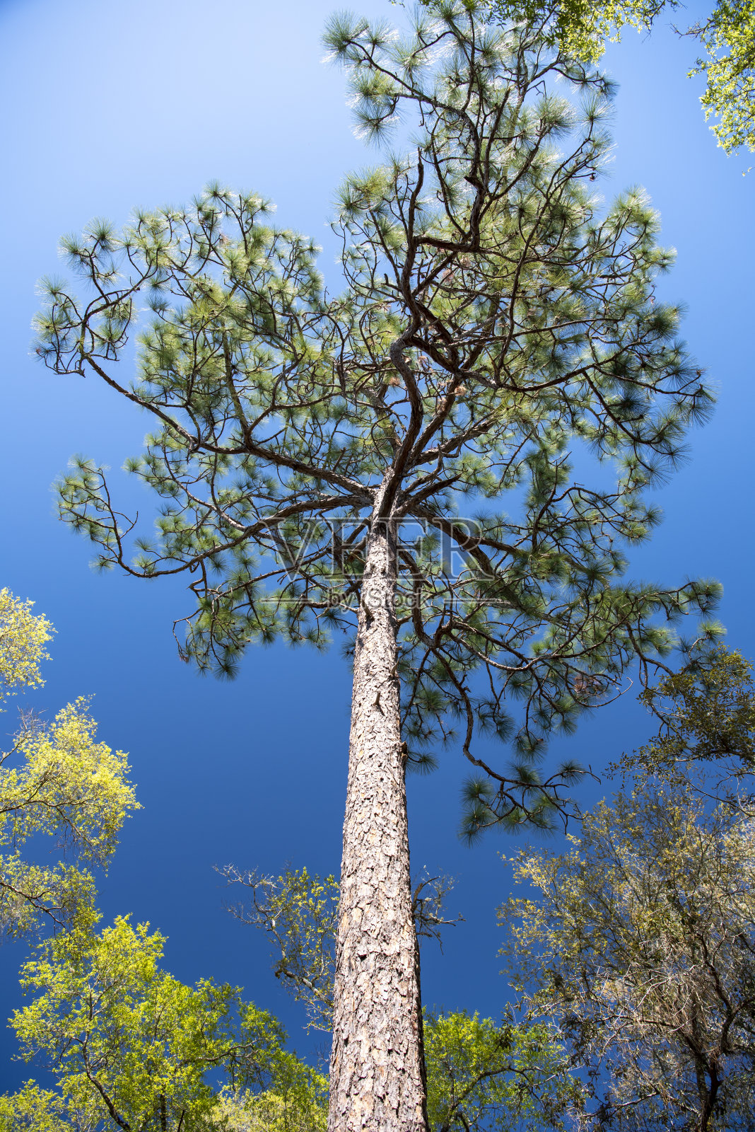 森林冠层的垂直视图与中心松树和橡树在茂盛的春天树叶照片摄影图片