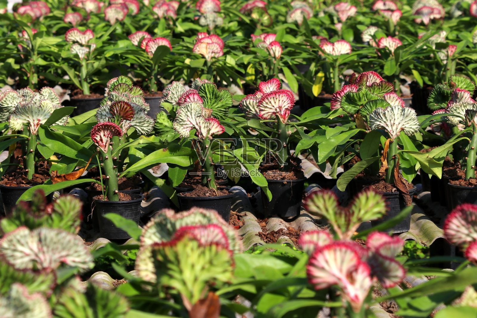 花园里的大戟科照片摄影图片