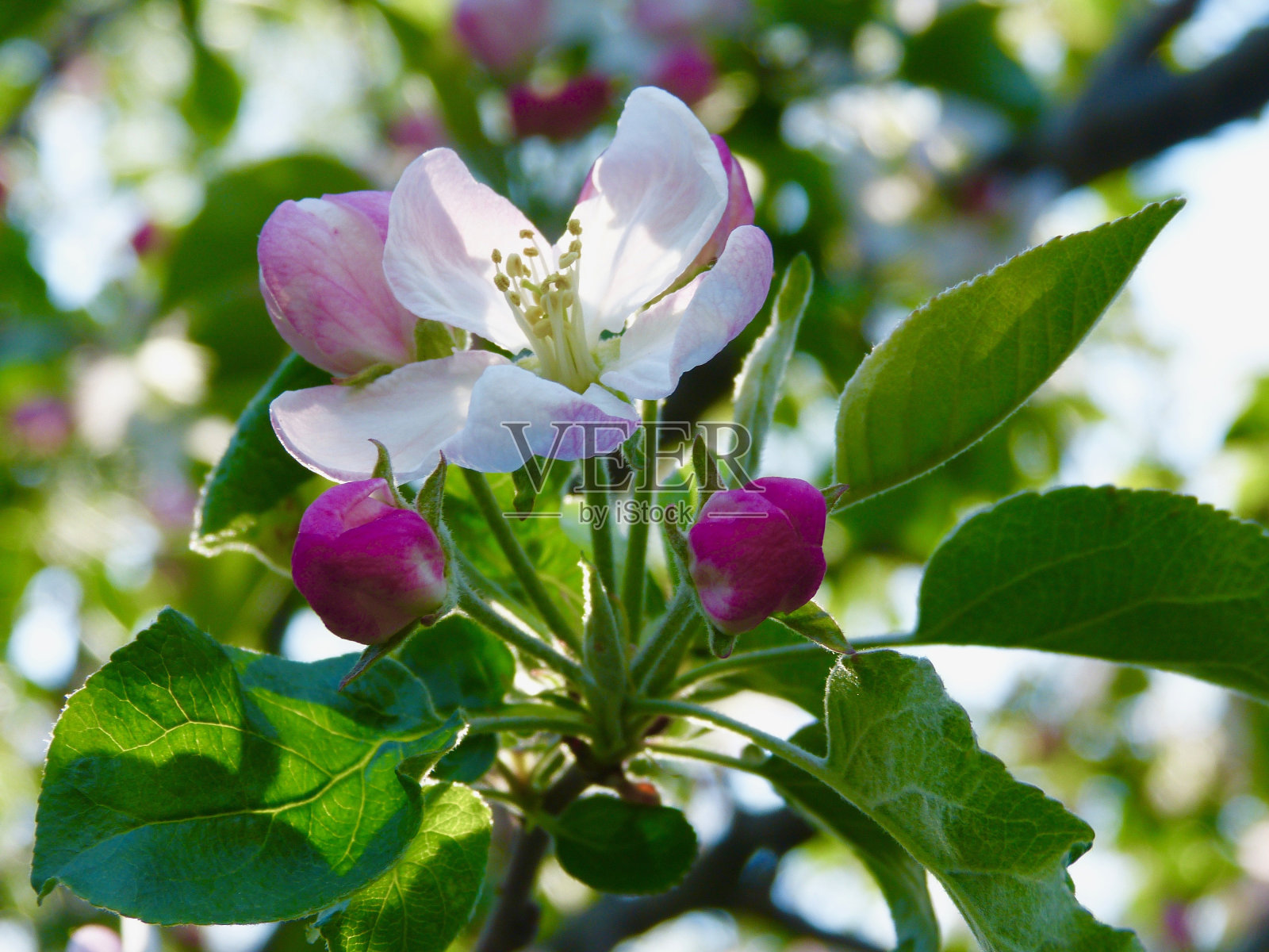苹果花照片摄影图片