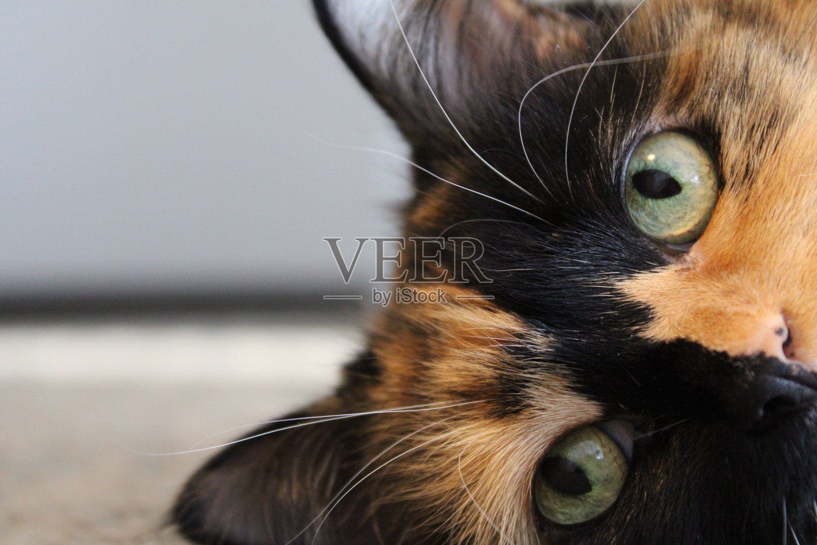 她是一个公主照片摄影图片