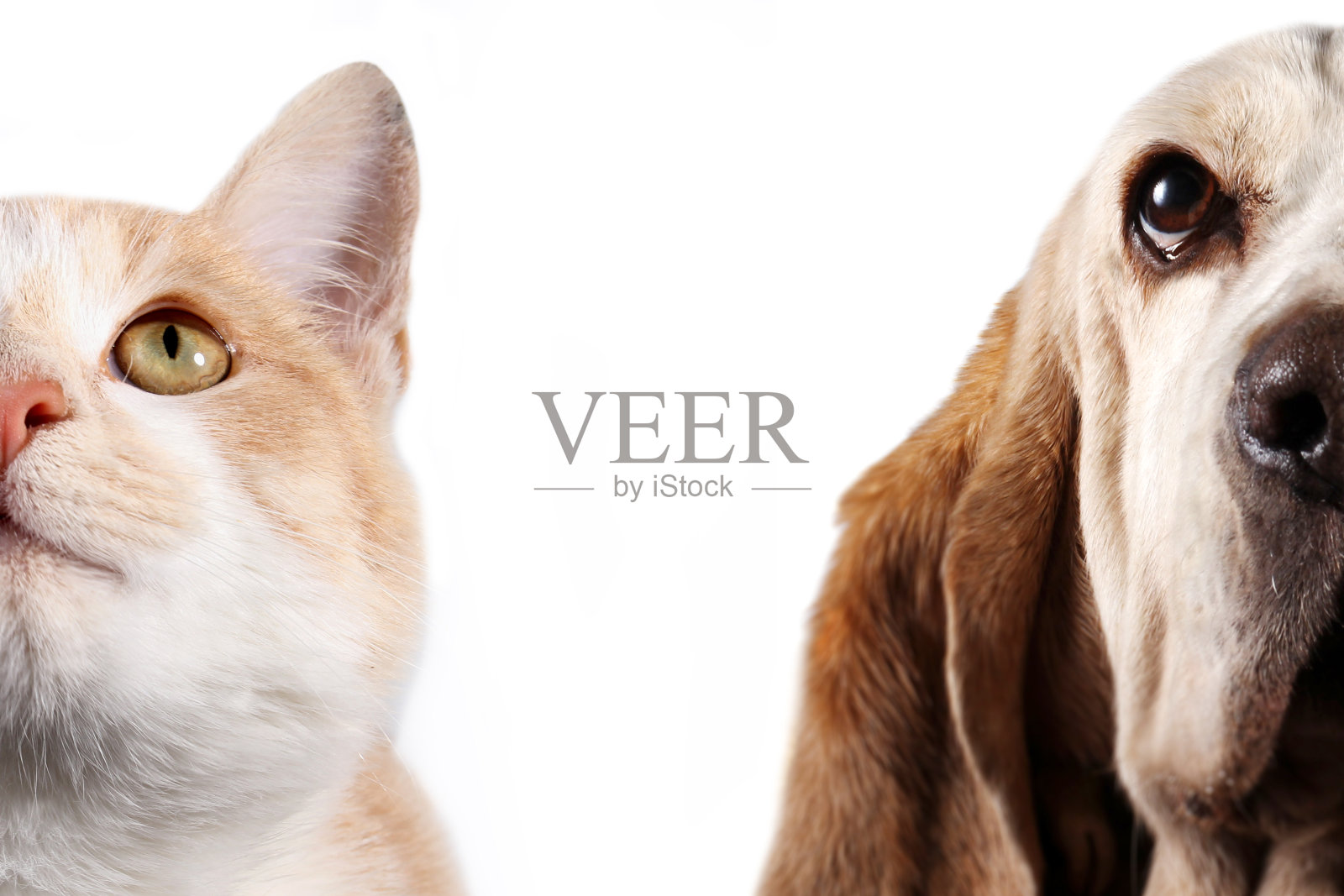 巴吉特猎犬和红色猫的肖像在白色的背景照片摄影图片