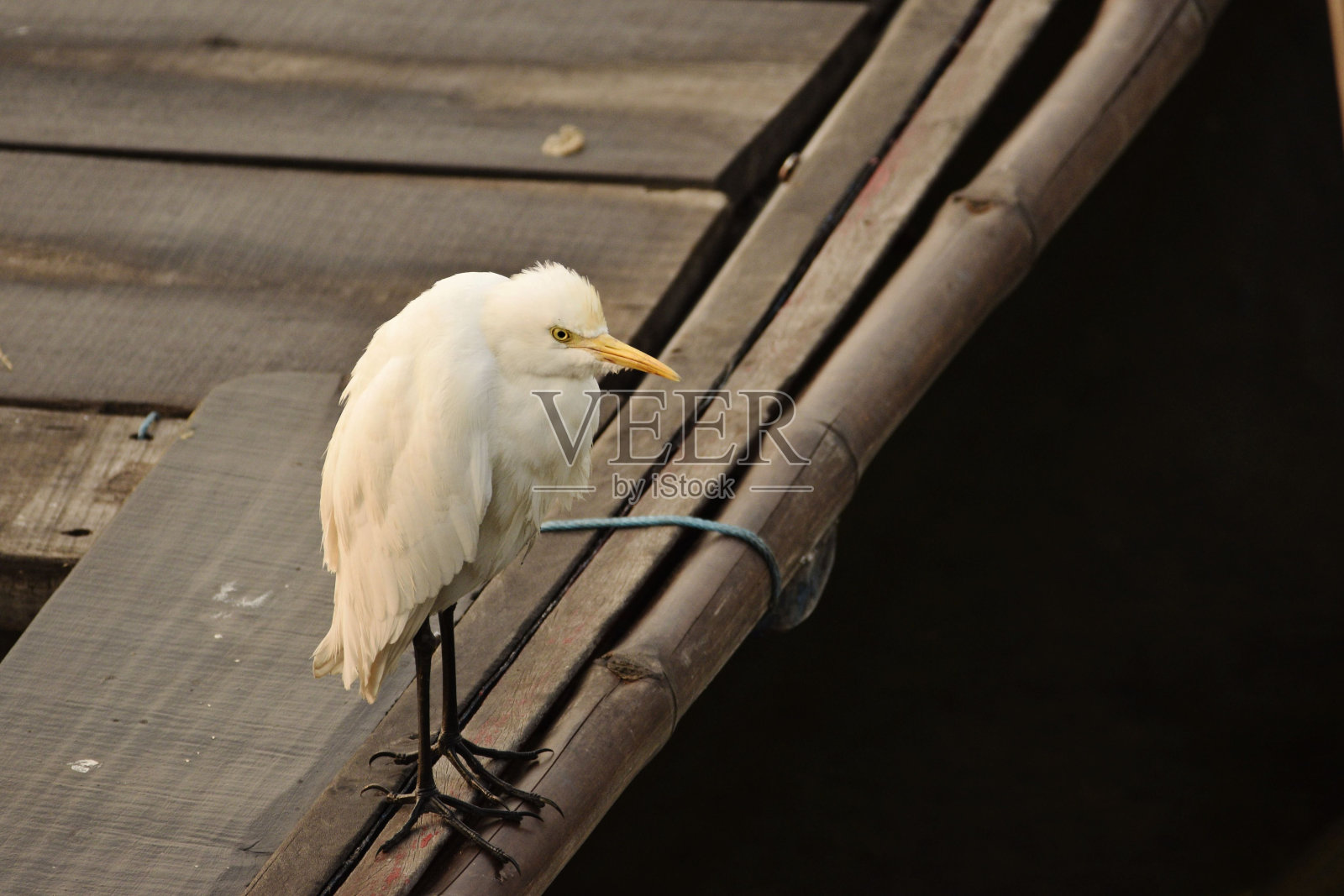 小白鹭照片摄影图片