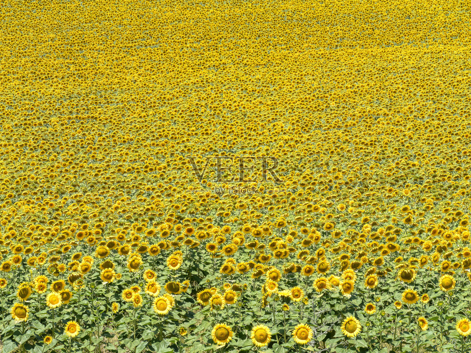 向日葵的自然背景。有选择性的重点。照片摄影图片