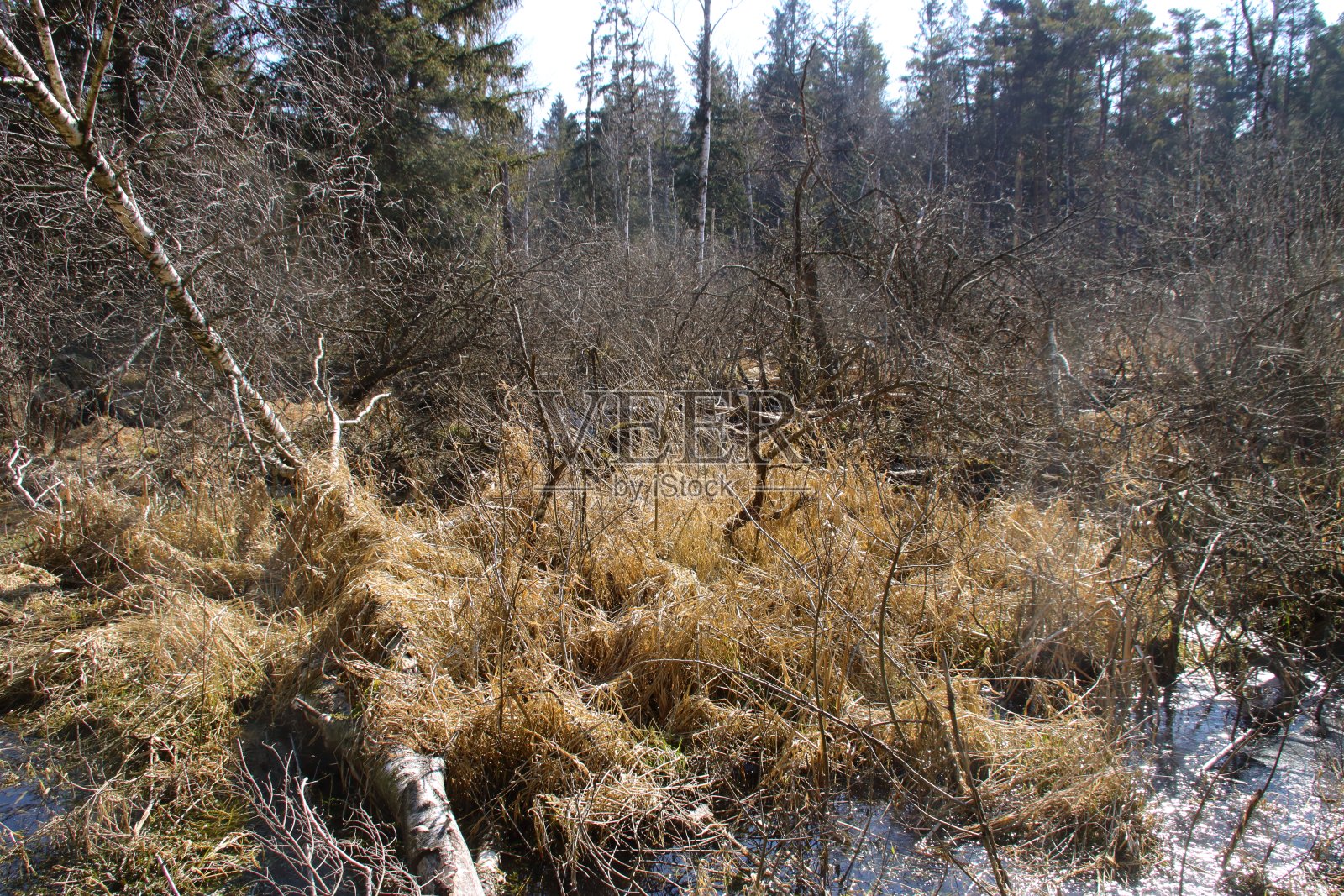 Bad Wurzach附近的沼地照片摄影图片