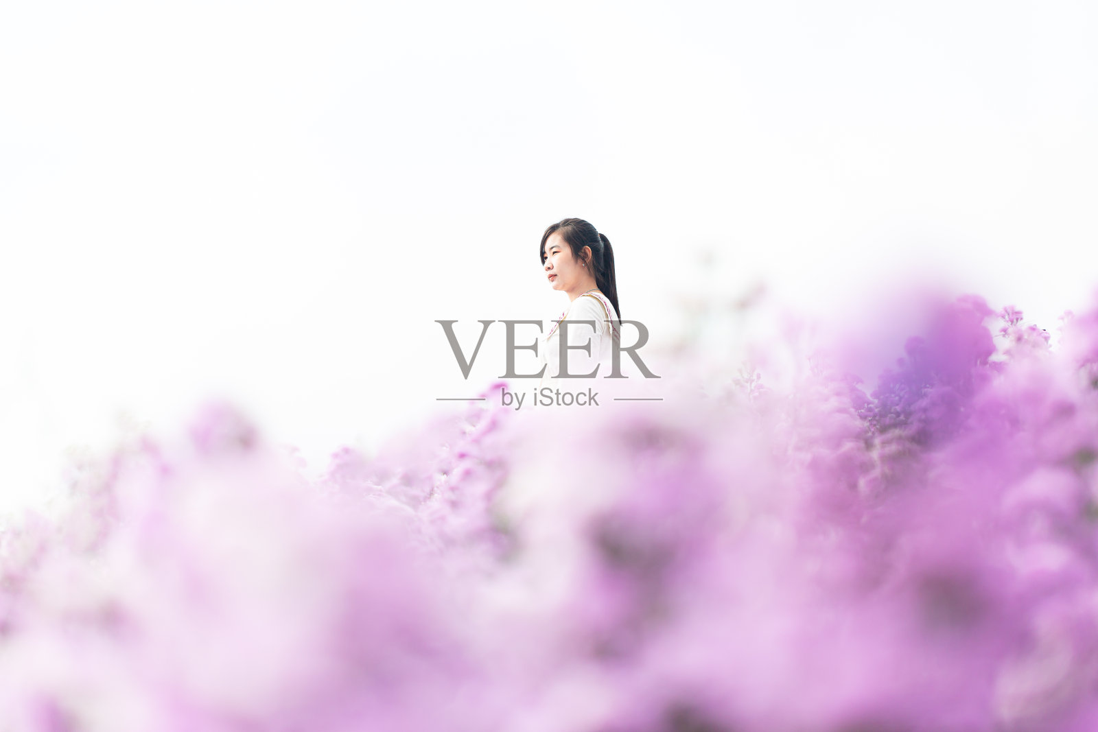 玛格丽特花田和女人，在花圃里的少女的肖像照片摄影图片