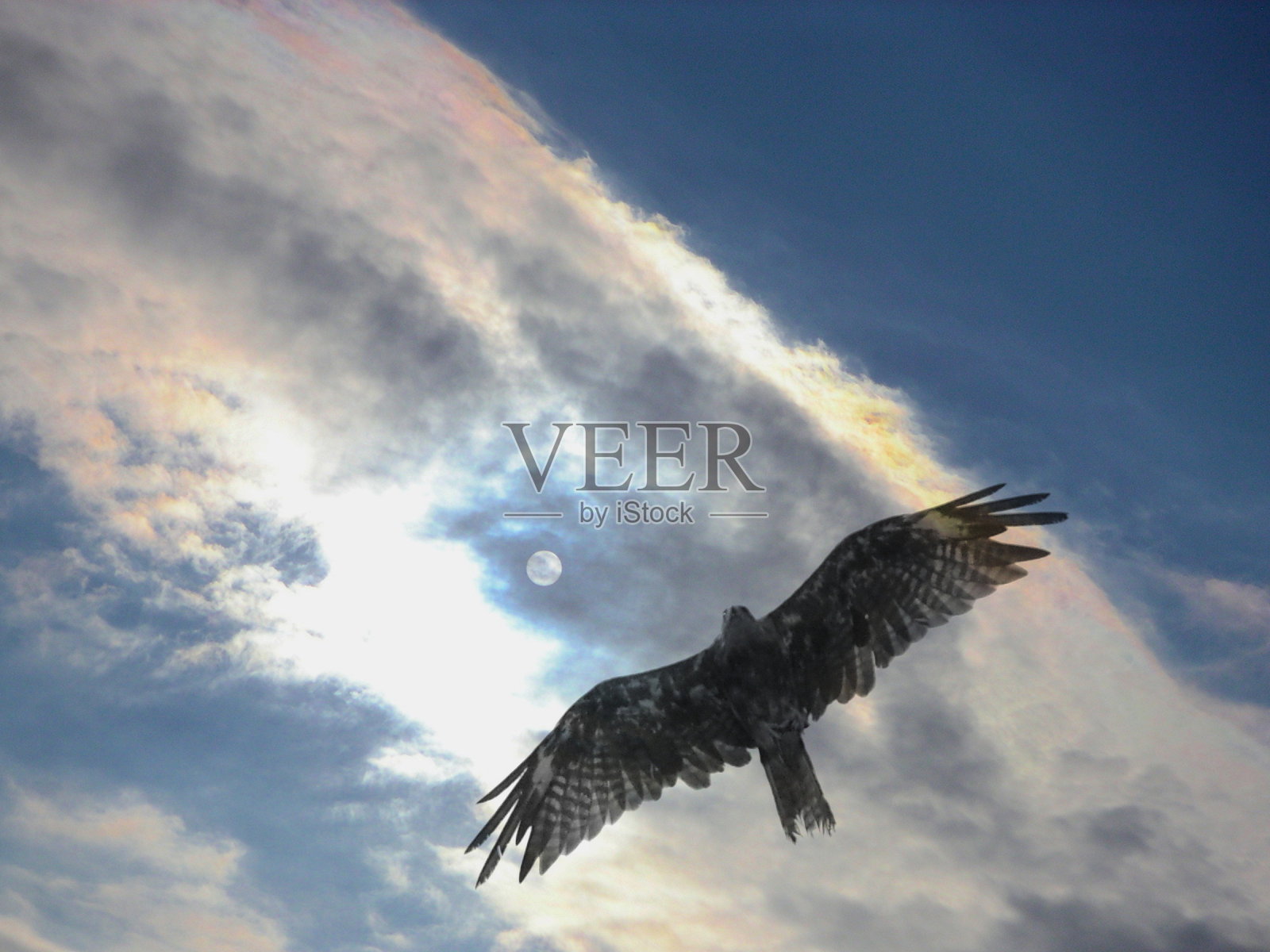 这只鸟在天空中展开翅膀的图像。照片摄影图片