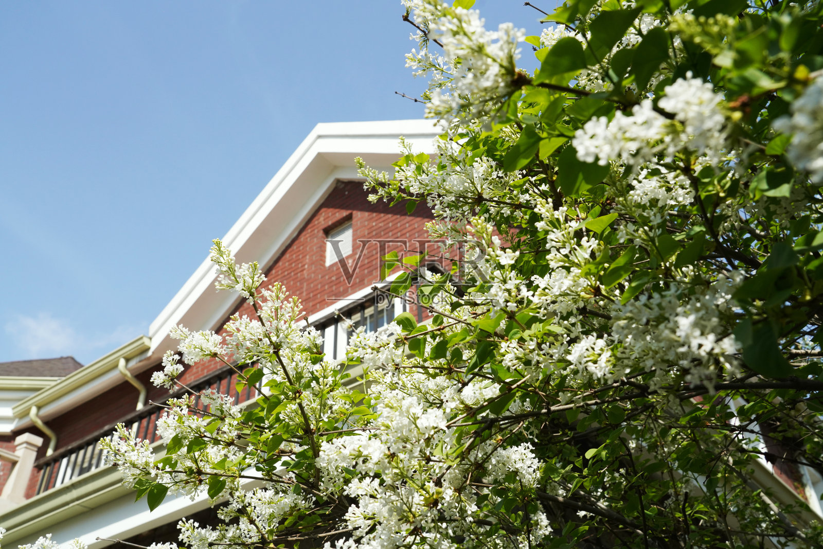 丁香花照片摄影图片