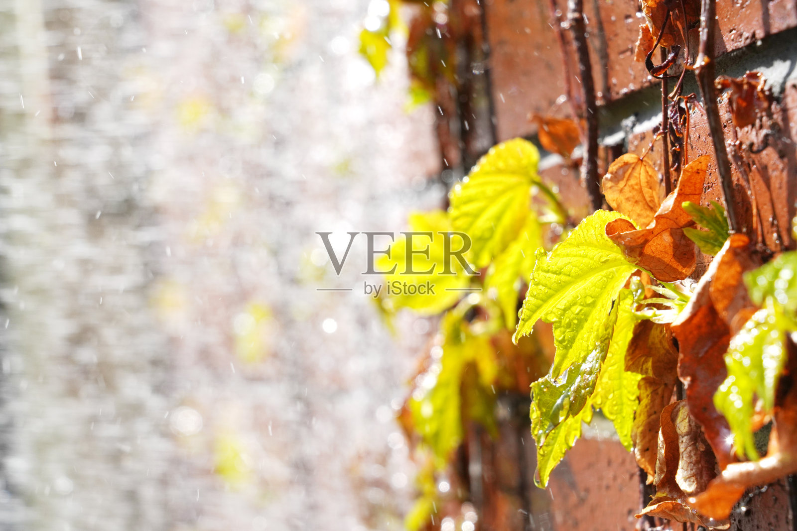 墙壁上的爬山虎照片摄影图片