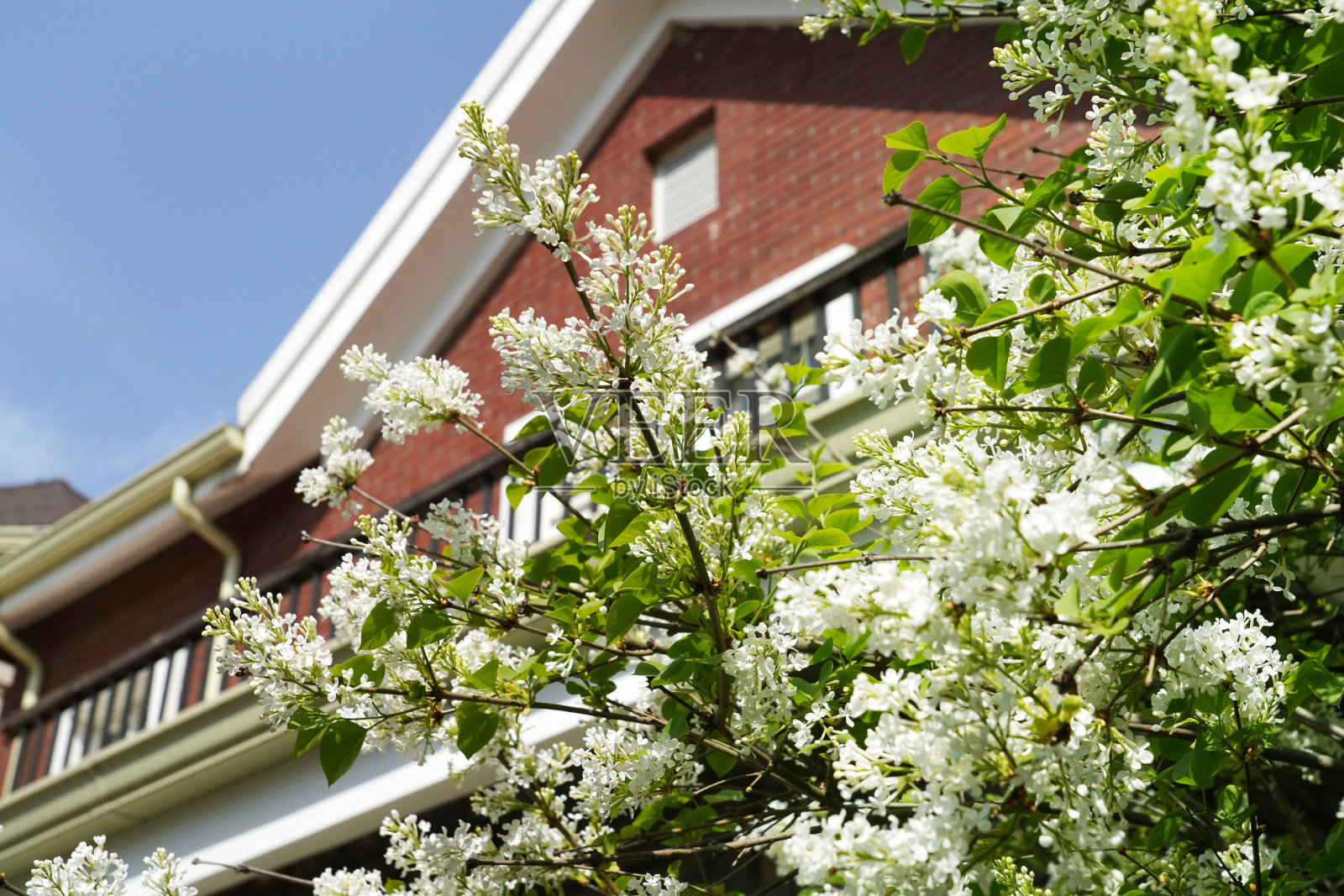 丁香花照片摄影图片