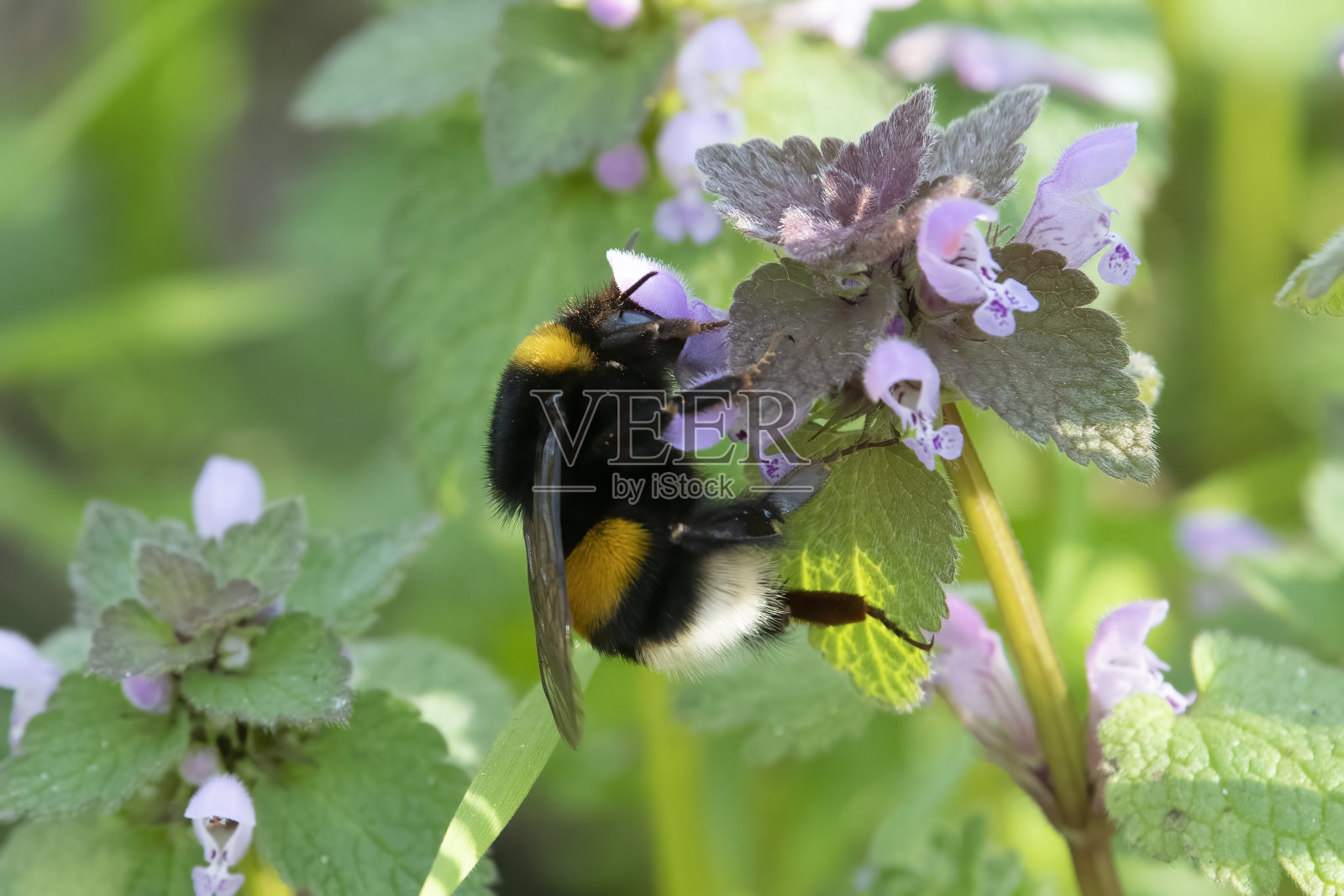 白尾大黄蜂照片摄影图片