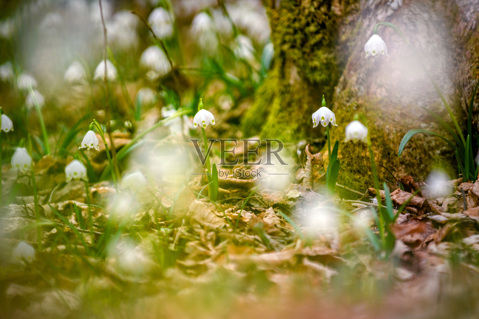 意大利阿尔卑斯山，皮埃蒙特，瓦莱西亚:雪花莲(雪花莲属)照片摄影图片