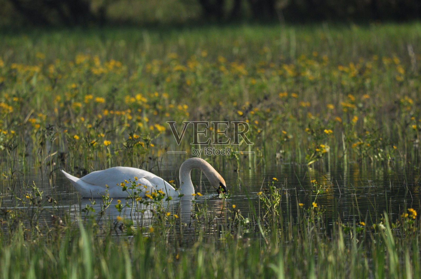 疣鼻天鹅，大天鹅在湖上，河上游泳。一只雪白的鸟长着长长的脖子，组成了一对恩爱的夫妇和充满爱心的一家人。照片摄影图片
